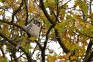Northern Hawk-owl, Germany 11th of November 2013 Photo: Benjamin  Steffen