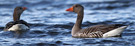 Greylag Goose, Denmark 15th of March 2014 Photo: Hans Henrik Larsen