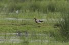 Sumpvibe, White-tailed Lapwing in the middle of Germany, Tyskland 27. april 2014 Foto: Johannes Ferdinand