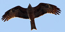 Black Kite, Denmark 27th of April 2014 Photo: Hans Henrik Larsen