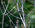Corsican Nuthatch, France 16th of April 2014 Photo: David Andersson