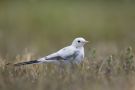 White Wagtail, Finland 27th of July 2013 Photo: Henry Lehto