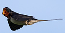 Barn Swallow, Denmark 27th of May 2014 Photo: Hans Henrik Larsen
