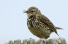 Meadow Pipit, Engpiber, Denmark 16th of May 2014 Photo: Birthe Lindholm Pedersen