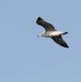 Pallas's Gull, India 2nd of December 2013 Photo: Paul Patrick Cullen