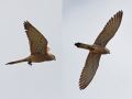 Lesser Kestrel, 2 fotos af samme fugl, Greece 10th of May 2014 Photo: Erik Biering