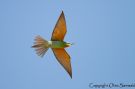 Blue-cheeked Bee-eater, Turkey 28th of May 2014 Photo: Otto Samwald