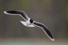 Little Gull, Adult hunting in rain., Finland 30th of May 2014 Photo: Daniel Pettersson