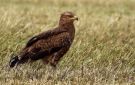 Lesser Spotted Eagle, Germany 17th of May 2014 Photo: Steffen Fahl