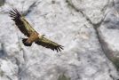 Griffon Vulture, France 23rd of July 2014 Photo: kai nissen
