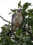 Amur Falcon, hun/female, Zimbabwe 15th of January 2014 Photo: Jens Thalund