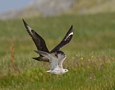 Storkjove, jager bytte, Skotland 24. juli 2014 Foto: Eva Foss Henriksen