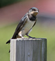 Barn Swallow, Juv., Denmark 22nd of July 2014 Photo: Hans Henrik Larsen