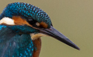 Common Kingfisher, Spain 5th of July 2014 Photo: Lars Andersen