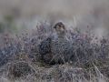 Black Grouse, Female. Mester i Camouflage, Norway 18th of April 2014 Photo: Klaus Dichmann