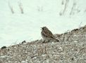 Horned Lark, USA 18th of March 2014 Photo: Jens Thalund