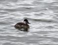 Ruddy Duck, han/male (2K/2cy?), USA 22nd of March 2014 Photo: Jens Thalund