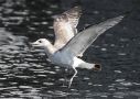 Pallas's Gull, 1K, Norway 23rd of August 2014 Photo: Frank Abrahamson