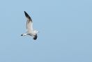 Audouin's Gull, 2K, Portugal 6th of October 2014 Photo: Klaus Malling Olsen