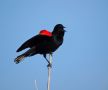 Red-winged Blackbird, han/male, USA 22nd of March 2014 Photo: Jens Thalund