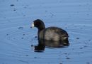 American Coot, USA 22nd of March 2014 Photo: Jens Thalund