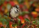 House Sparrow, Norway 6th of October 2014 Photo: Birger Lønning