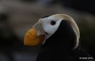 Tufted Puffin, USA 17th of September 2014 Photo: Carsten Siems