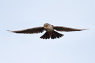 Red-footed Falcon, Denmark 26th of October 2014 Photo: Simon Berg Pedersen