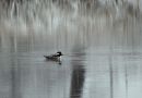 Hooded Merganser, han/male, USA 23rd of March 2014 Photo: Jens Thalund