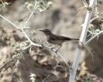 Upcher's Warbler, adult, Iran 3rd of July 2014 Photo: Jens Thalund