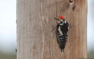 Middle Spotted Woodpecker, Greece 9th of May 2014 Photo: Morten Scheller Jensen