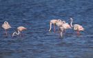 Greater Flamingo, Greece 9th of May 2014 Photo: Morten Scheller Jensen