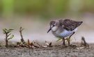 Temminck's Stint, 1cy, Germany 24th of August 2014 Photo: Steffen Fahl