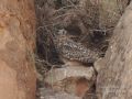 Pharaoh Eagle-Owl, Morocco 1st of November 2014 Photo: Brahim Birds
