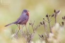 Dartford Warbler, Singing male in the mountains, Spain 6th of January 2015 Photo: Daniel Pettersson