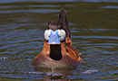 Ruddy Duck, Hannen går lige på, Canada 3rd of July 2013 Photo: Allan Kjær Villesen