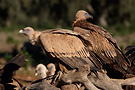 Griffon Vulture, Adult + juvenile, Spain 16th of December 2014 Photo: Helge Sørensen