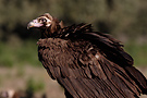 Cinereous Vulture, Med gåsegrib, Spain 16th of December 2014 Photo: Helge Sørensen