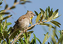 Yellow-throated Sparrow, Turkey 1st of May 2014 Photo: Allan Kjær Villesen