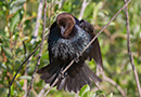 Brown-headed Cowbird, Male displaying and 