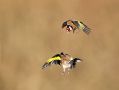 European Goldfinch, Stillits vs. Stillits, Denmark 27th of January 2015 Photo: Niels Birkedal Thomsen