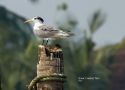 Greater Crested Tern, India 9th of December 2014 Photo: Carl Bohn