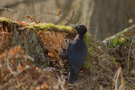 Black Woodpecker, Denmark 8th of March 2015 Photo: Claus Halkjær