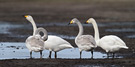 Whooper Swan, Familieflok, Denmark 25th of February 2015 Photo: Hans Henrik Larsen