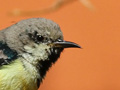 Nile Valley Sunbird, male in non-breeding plumage, Egypt 21st of February 2015 Photo: Rune Sø Neergaard