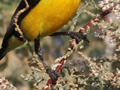 Nilsolfugl, male in breeding plumage, Egypten 26. februar 2015 Foto: Rune Sø Neergaard