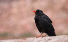 Red-billed Chough, Morocco 19th of March 2015 Photo: Mikkel Holck