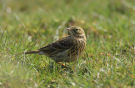 Meadow Pipit, Et kort ophold for fouragering, Denmark 13th of April 2015 Photo: Axel Mortensen