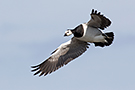 Barnacle Goose, Denmark 6th of April 2015 Photo: Simon Berg Pedersen