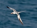 Rødnæbbet Tropikfugl, Oman 29. marts 2015 Foto: Eva Foss Henriksen